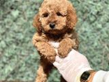 Mi̇ni̇ Boy Orji̇nal Poodle Bebekler