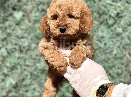 Mi̇ni̇ Boy Orji̇nal Poodle Bebekler görsel