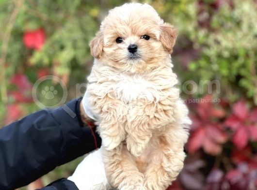 Show Kalite Maltipoo Bebekler görsel
