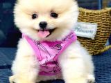 2.5 Aylık Orjinal Pomeranian Yavrular