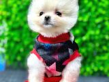 2.5 Aylık Orjinal Pomeranian Yavrular