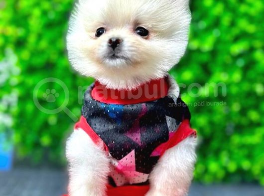 2.5 Aylık Orjinal Pomeranian Yavrular görsel