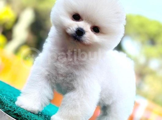 Kusursuz Karbeyaz Pomeranian Boo görsel