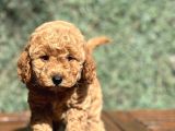 Mi̇ni̇ Boy Orji̇nal Poodle Bebekler
