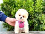 Ayıcık Surat Boo Pomeranian Yavrular