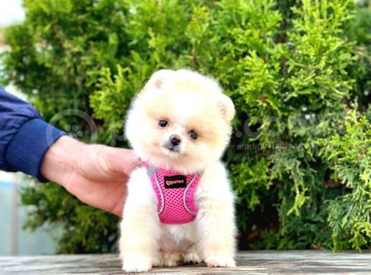 Ayıcık Surat Boo Pomeranian Yavrular görsel