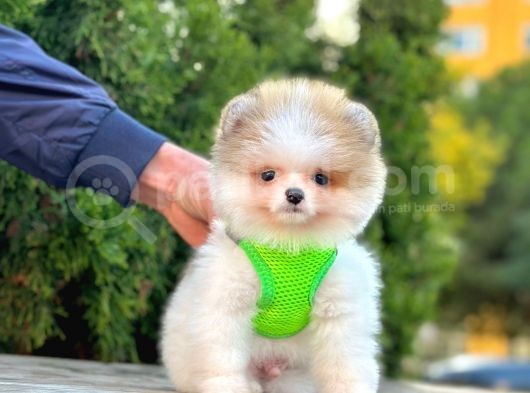 Safkan Teddy Bear Pomeranian Boo Yavrularımız görsel