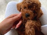 Safkan Toy Poodle Bebekler