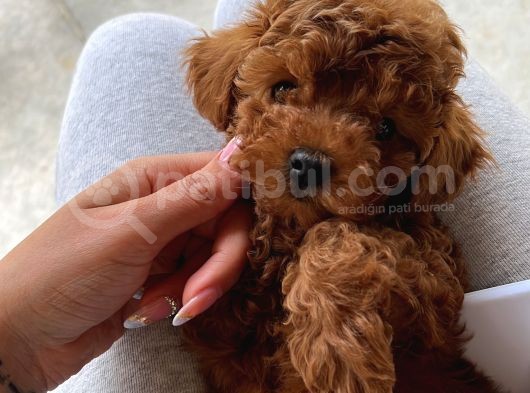 Safkan Toy Poodle Bebekler
