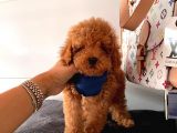 Safkan Di̇şi̇ Ve Erkek Poodle Yavrular