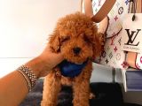 Safkan Di̇şi̇ Ve Erkek Poodle Yavrular