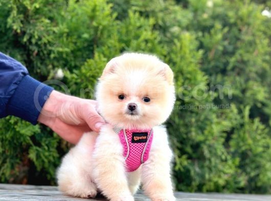 Ayıcık Surat Boo Pomeranian Yavrular görsel