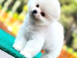Kusursuz Karbeyaz Pomeranian Boo