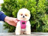 Ayıcık Surat Boo Pomeranian Yavrular