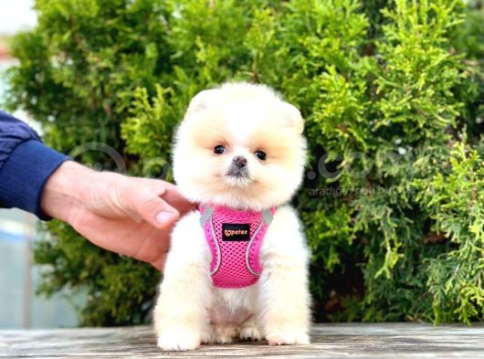 Ayıcık Surat Boo Pomeranian Yavrular görsel