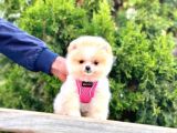 Ayıcık Surat Boo Pomeranian Yavrular