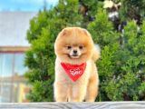 Orji̇nal Pomerani̇an Boo Yavrular