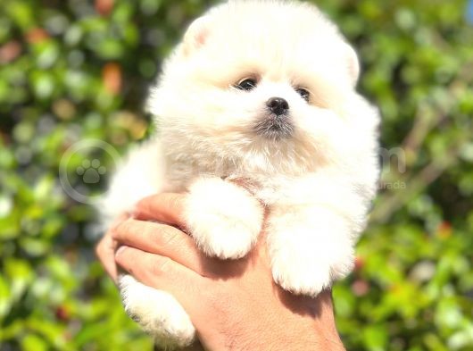 Teacup Karbeyaz Erkek Pomerani̇an
