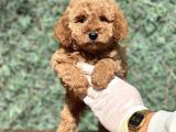 Mi̇ni̇ Boy Orji̇nal Poodle Bebekler