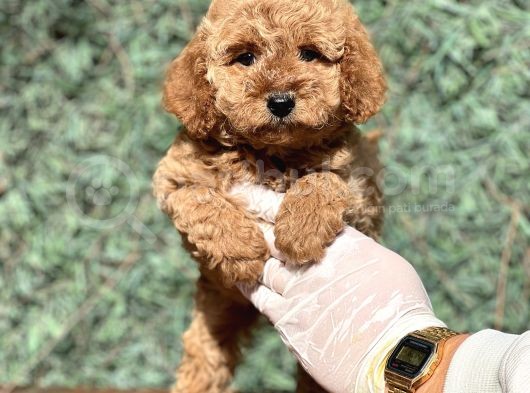 Mi̇ni̇ Boy Orji̇nal Poodle Bebekler görsel