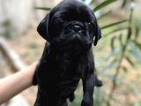Harika Renk Tonuna Sahip Pug Mops Yavrumuz