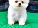 Dişi Ve Erkek Güvenilir Şekilde Elden Teslim Pomeranian Boo Yavrularımız