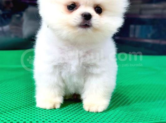Dişi Ve Erkek Güvenilir Şekilde Elden Teslim Pomeranian Boo Yavrularımız görsel