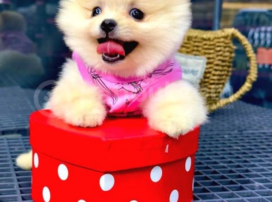 İstanbul'Da Bakanlık Onaylı Petshop Mağazamızdan Pomeranian Boo Yavrumuz görsel