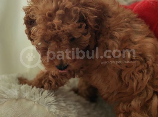 A Scr Toy Poodle Bebekler Üst Kali̇te görsel