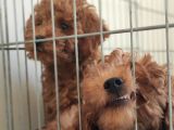 A Scr Toy Poodle Bebekler Üst Kali̇te
