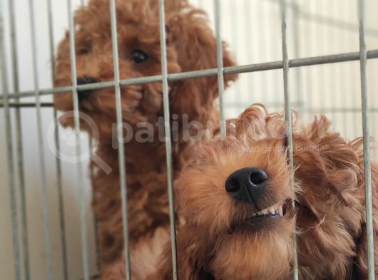 A Scr Toy Poodle Bebekler Üst Kali̇te görsel