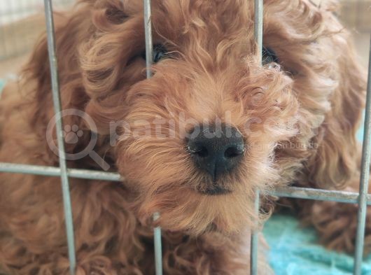 A Scr Toy Poodle Bebekler Üst Kali̇te görsel