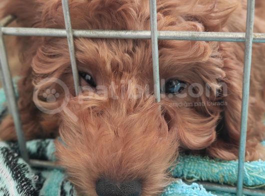 A Scr Toy Poodle Bebekler Üst Kali̇te görsel