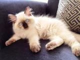 Yurtdışından Getirilmiş Resmi Şecereli Anne Ve Babadan Ragdoll Erkek Yavru Kedi