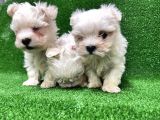 Kore Kan Maltese Terri̇er Yavrularimiz