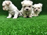 Kore Kan Maltese Terri̇er Yavrularimiz