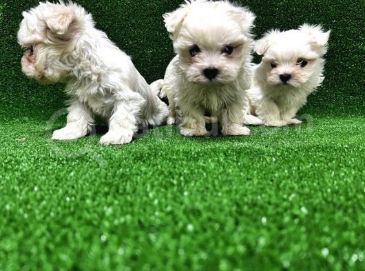 Kore Kan Maltese Terri̇er Yavrularimiz görsel