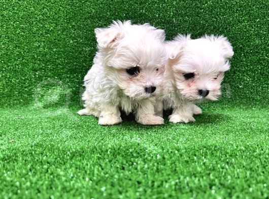 Kore Kan Maltese Terri̇er Yavrularimiz görsel