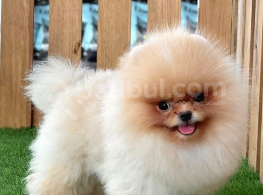 Baby Face Pomerani̇an Boo Bebekler