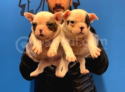 Çok Özel Fransiz Bulldog Yavrularimiz