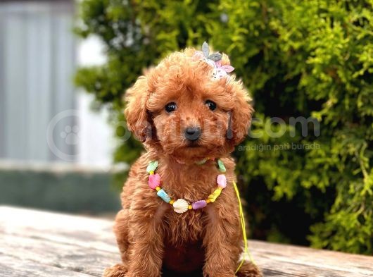 Mini Boy Toy Poodle Yavrular görsel