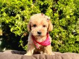 Dizayn Irk Sevimli Maltipoo Yavrular