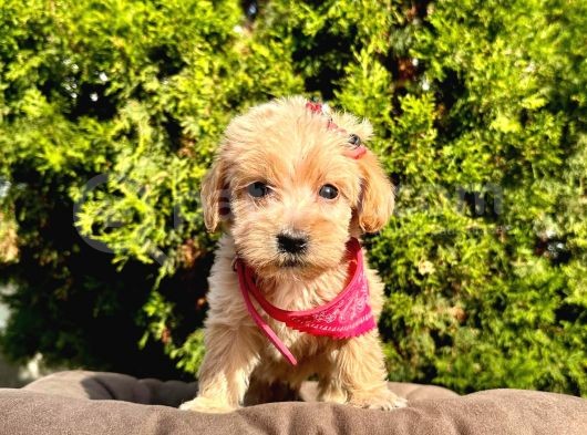 Dizayn Irk Sevimli Maltipoo Yavrular görsel