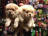 Chow Chow Çin Aslanı Yavrularımız