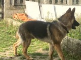 6 Aylık Tüm Aşı Ve Parazitleri Yapılmış Dişi Ve Erkek