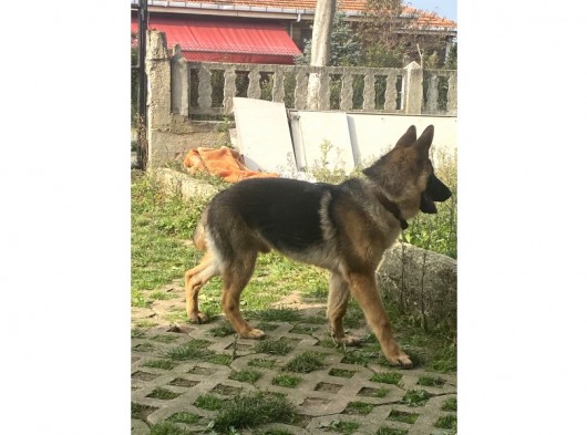 6 Aylık Tüm Aşı Ve Parazitleri Yapılmış Dişi Ve Erkek görsel