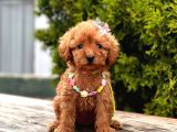 Mini Boy Toy Poodle Yavrular