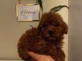 Sağlık Ve Ömür Boyu Irk Garantili Poodle Yavrularımız