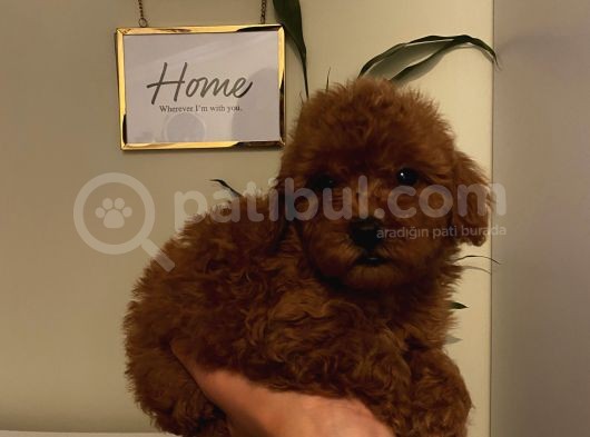 Sağlık Ve Ömür Boyu Irk Garantili Poodle Yavrularımız görsel