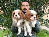 Irk Garanti̇li̇ Cavali̇er Ki̇ng Charles Bebekleri̇mi̇z